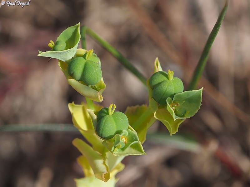 Euphorbia arguta photo 4