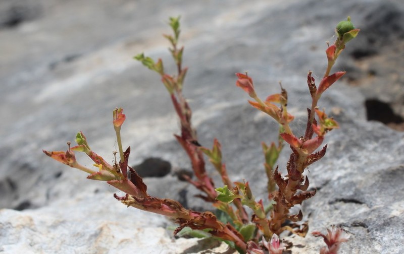 Euphorbia arguta photo 5