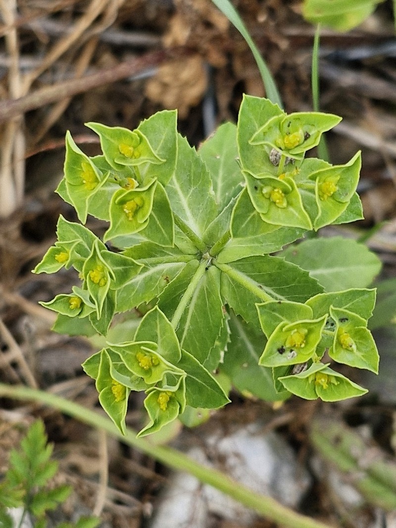 Euphorbia arguta photo 6