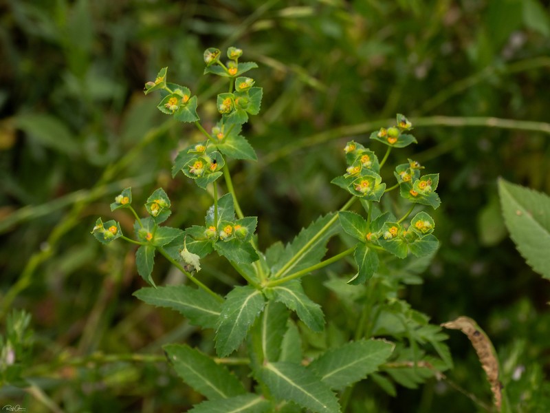 Euphorbia arguta photo 7