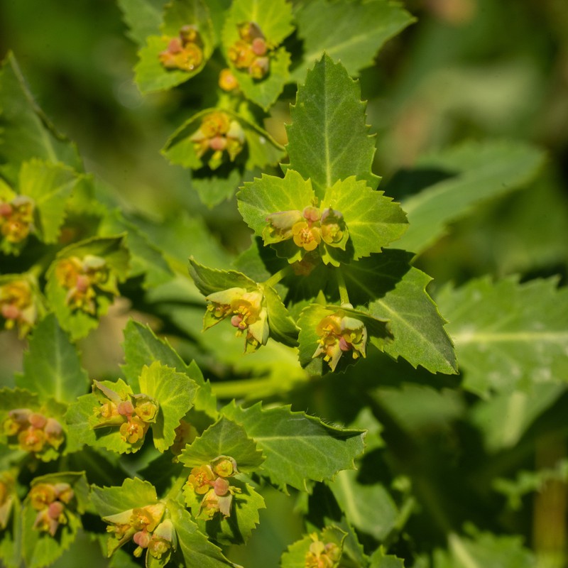 Euphorbia arguta photo 8