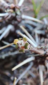 Euphorbia arida