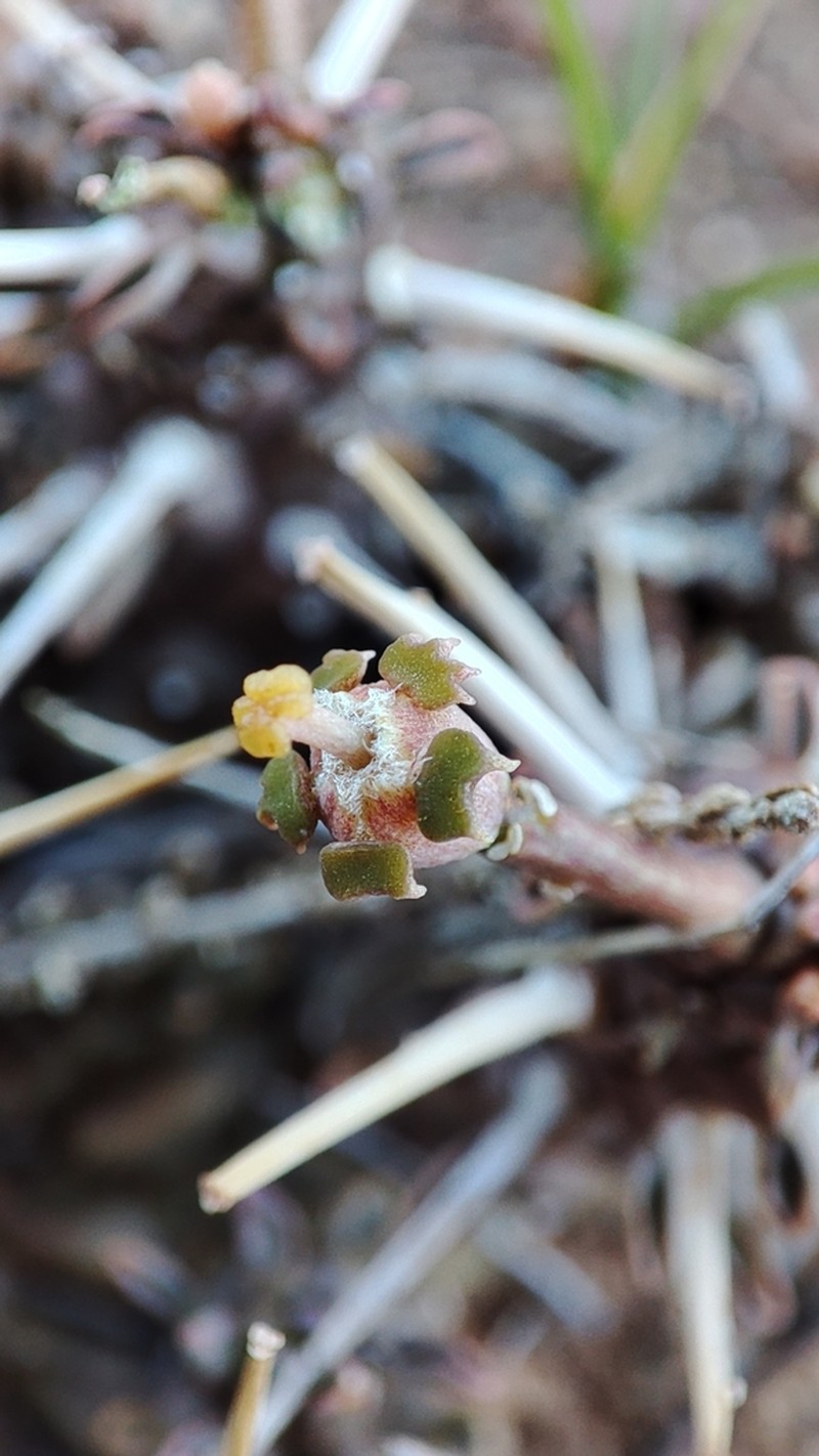 Euphorbia arida