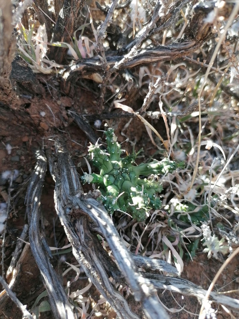 Euphorbia arida photo 2