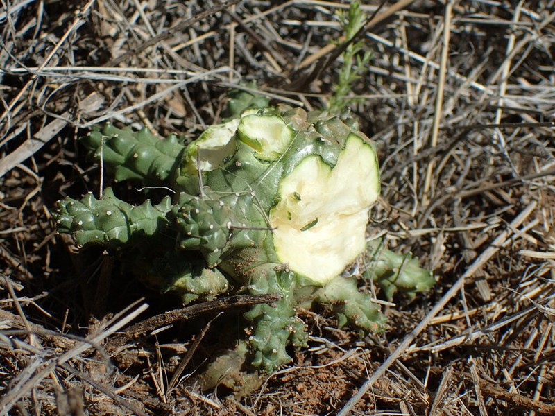 Euphorbia arida photo 3