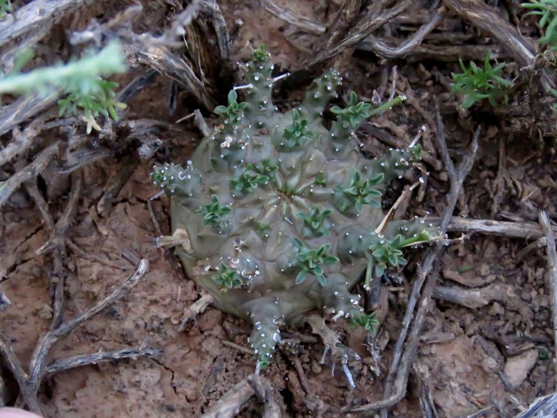 Euphorbia arida photo 4