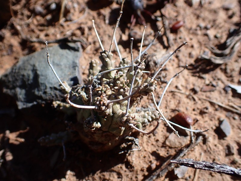 Euphorbia arida photo 5