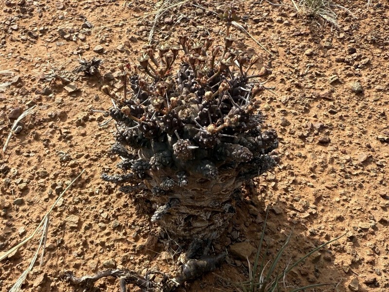 Euphorbia arida photo 7