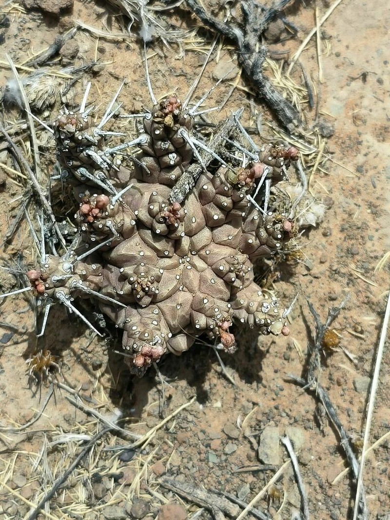 Euphorbia arida photo 8