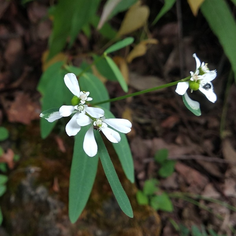 Euphorbia ariensis