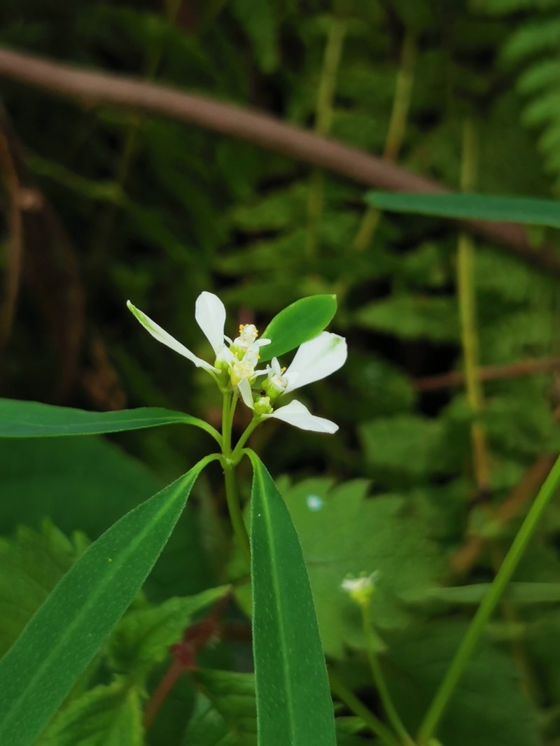 Euphorbia ariensis photo 2