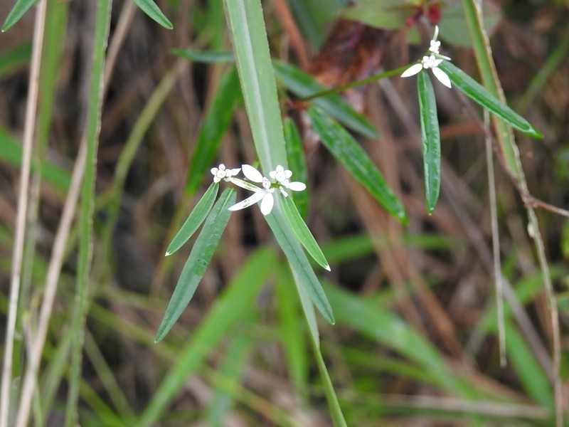 Euphorbia ariensis photo 6