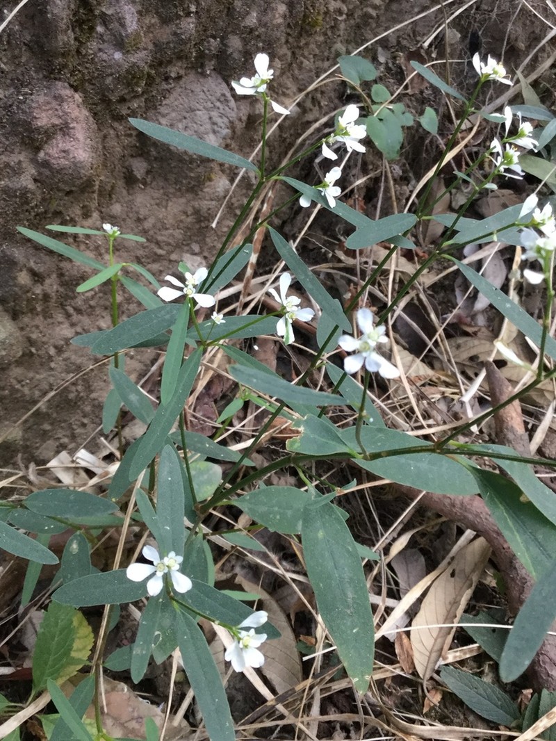 Euphorbia ariensis photo 7