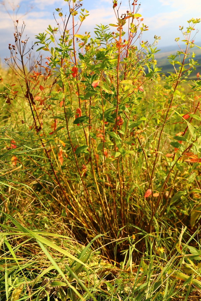 Euphorbia aristata