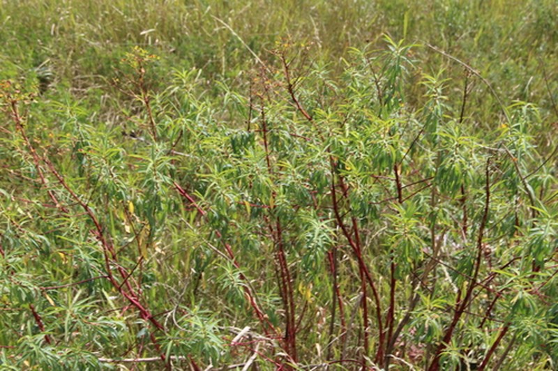 Euphorbia aristata photo 6