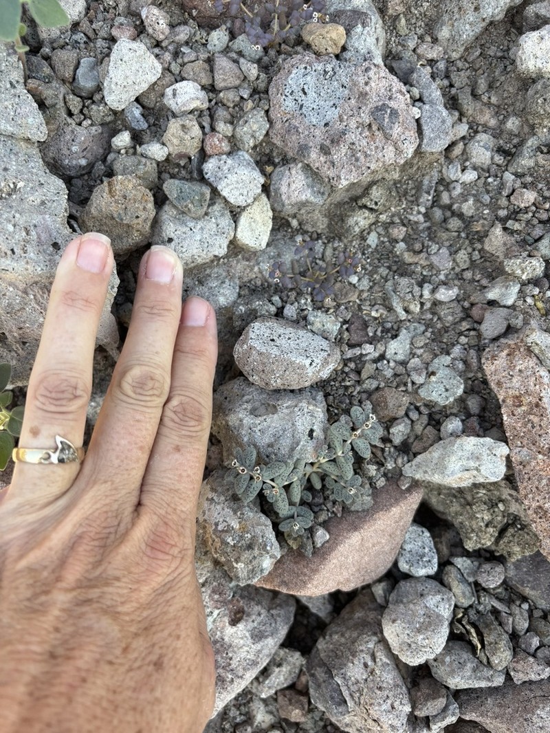 Arizona Sandmat photo 7