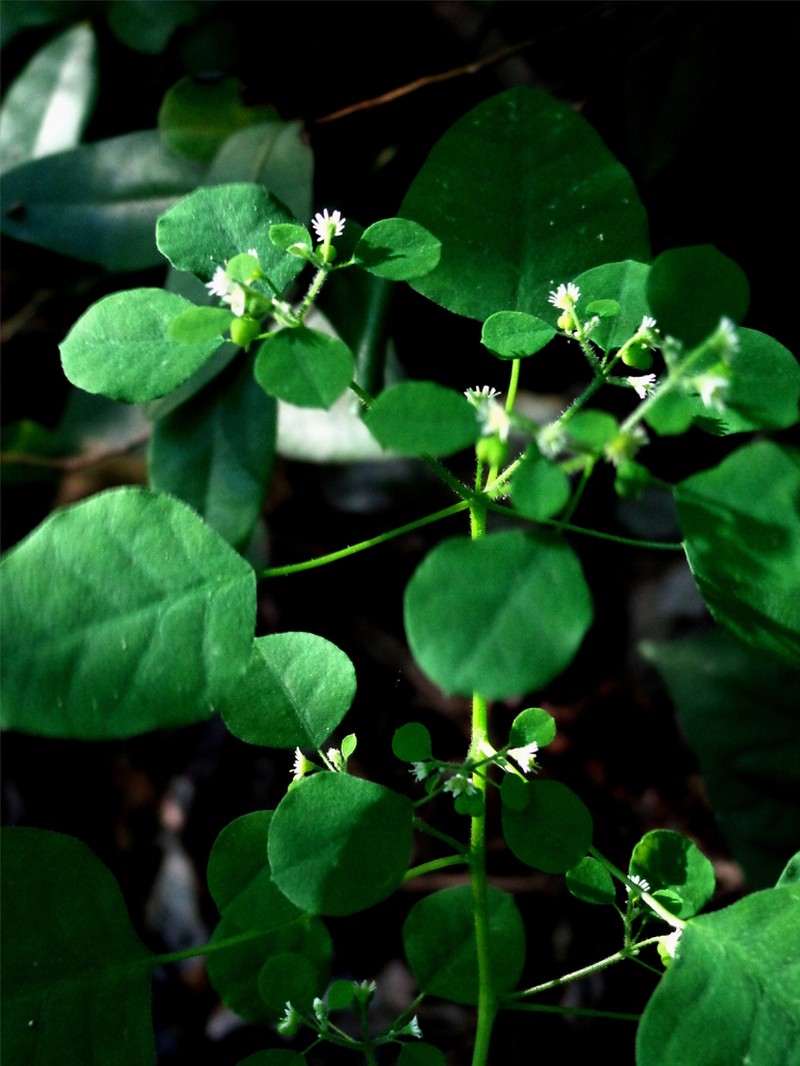 Euphorbia armourii