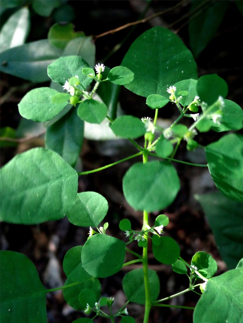 Euphorbia armourii photo 2