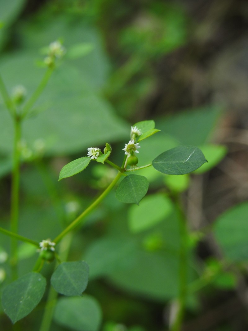 Euphorbia armourii photo 4