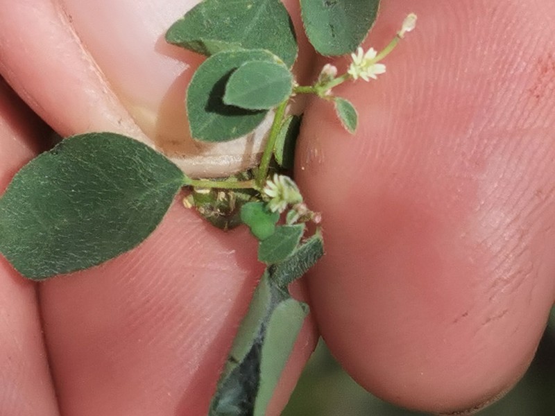 Euphorbia armourii photo 5