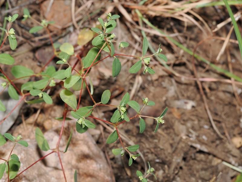 Euphorbia armstrongiana