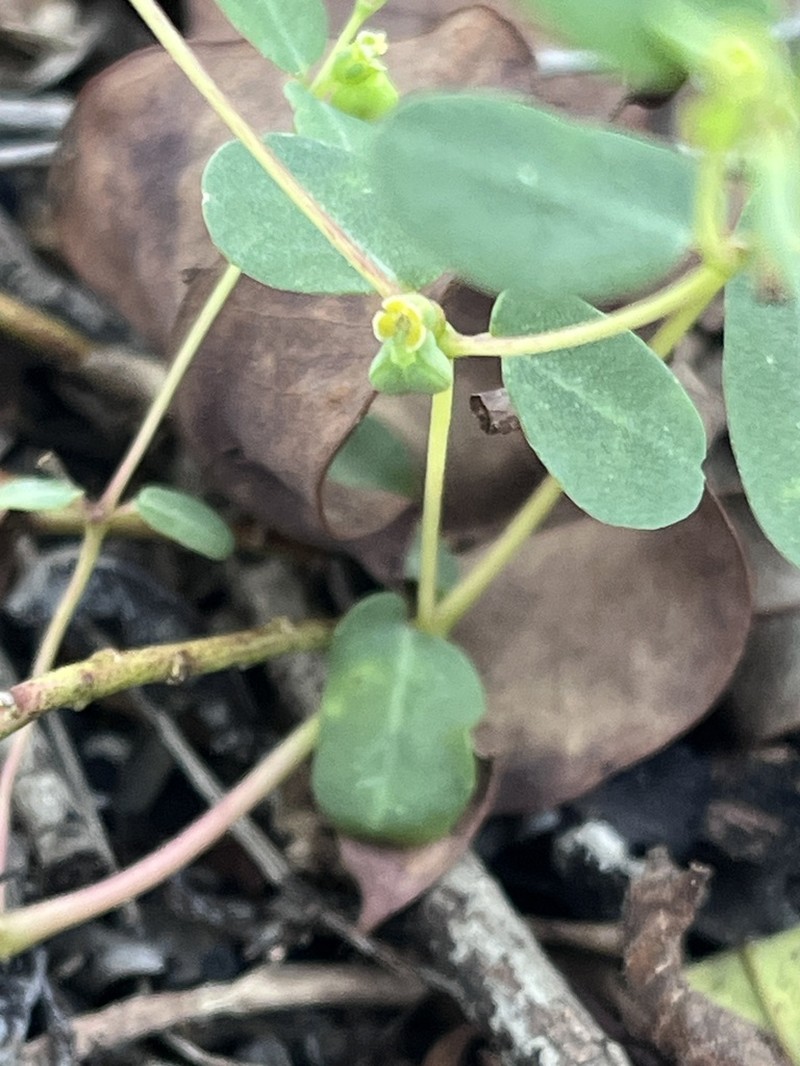 Euphorbia armstrongiana photo 2