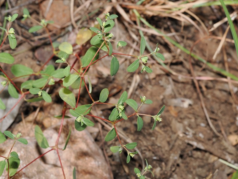 Euphorbia armstrongiana photo 3