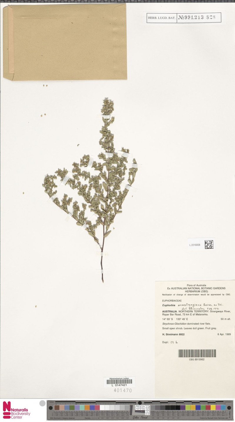 Euphorbia armstrongiana photo 4
