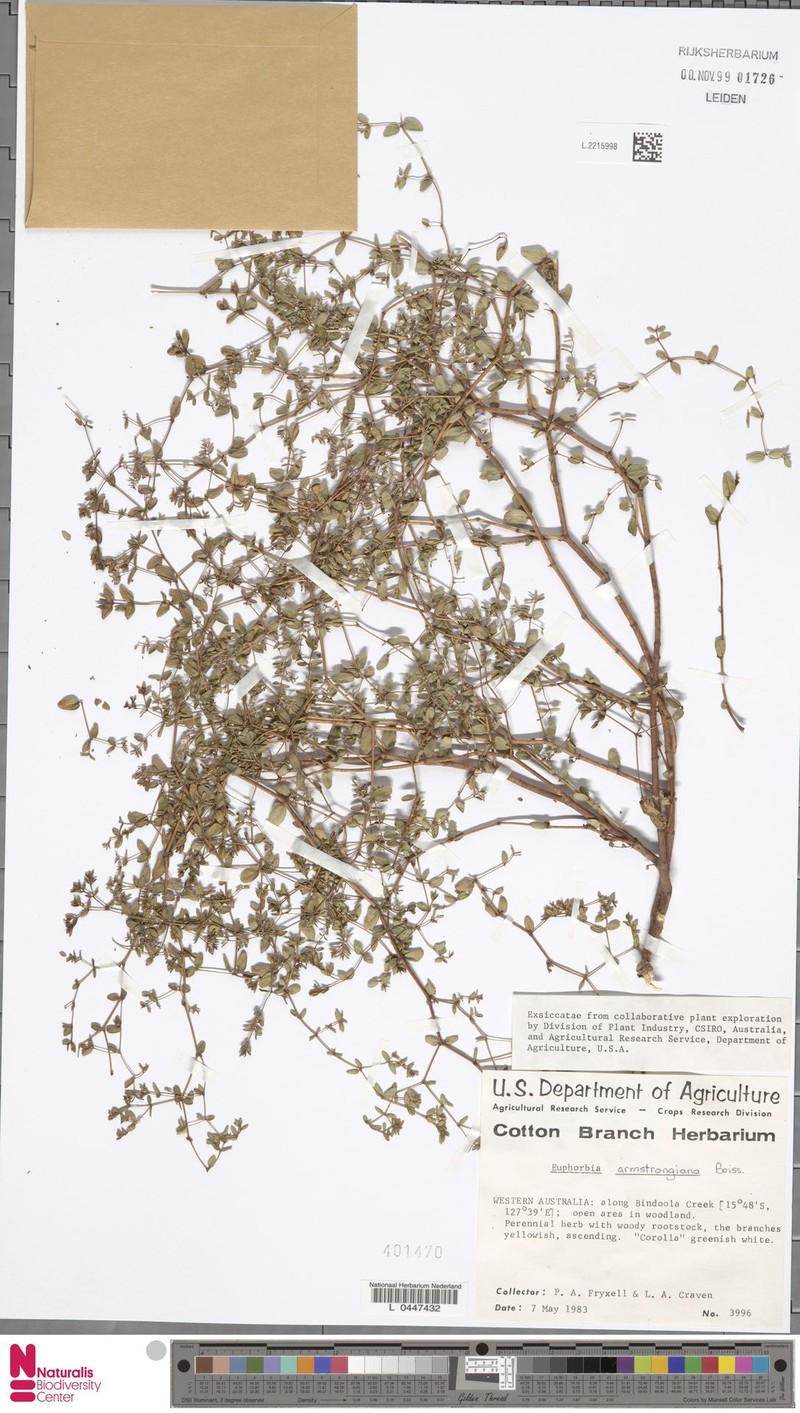 Euphorbia armstrongiana photo 6
