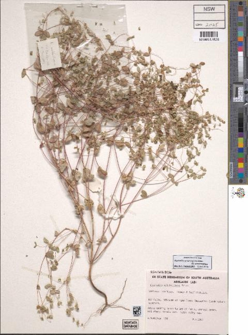 Euphorbia armstrongiana photo 7