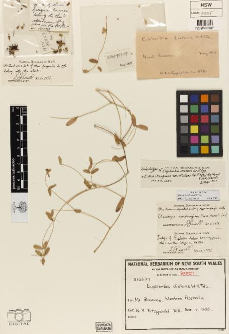 Euphorbia armstrongiana var. distans