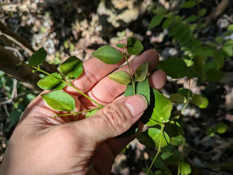 'Akoko photo 3