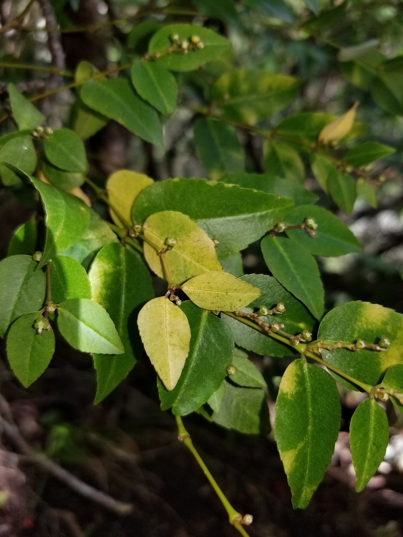 'Akoko photo 4