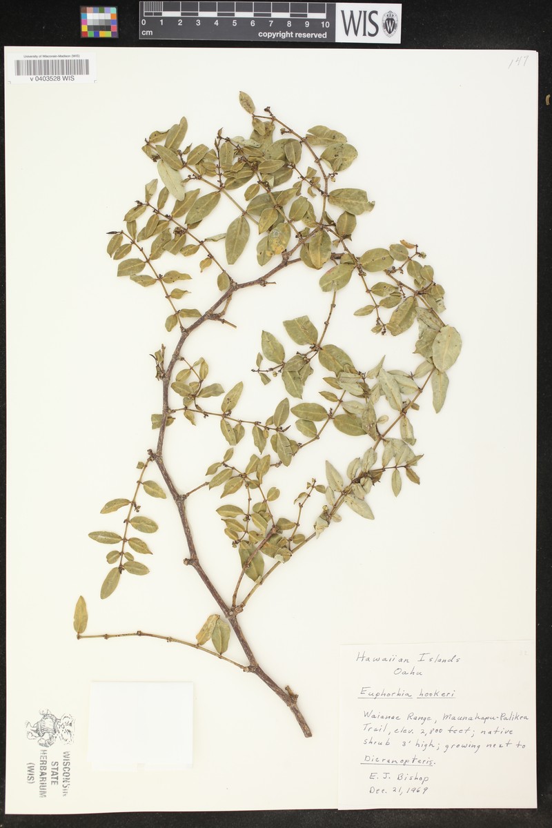 'Akoko photo 5