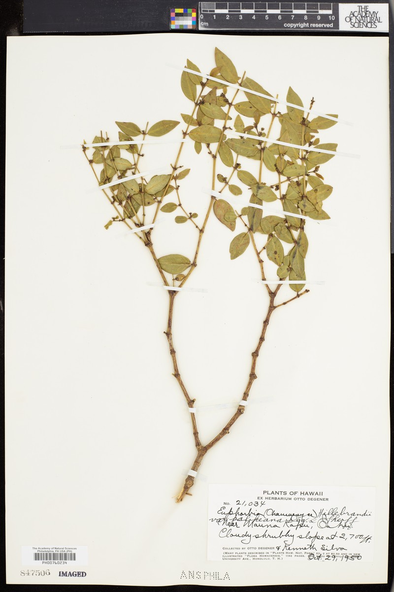 'Akoko photo 6
