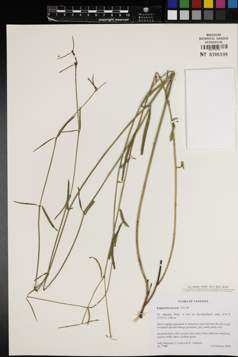 Euphorbia arrecta