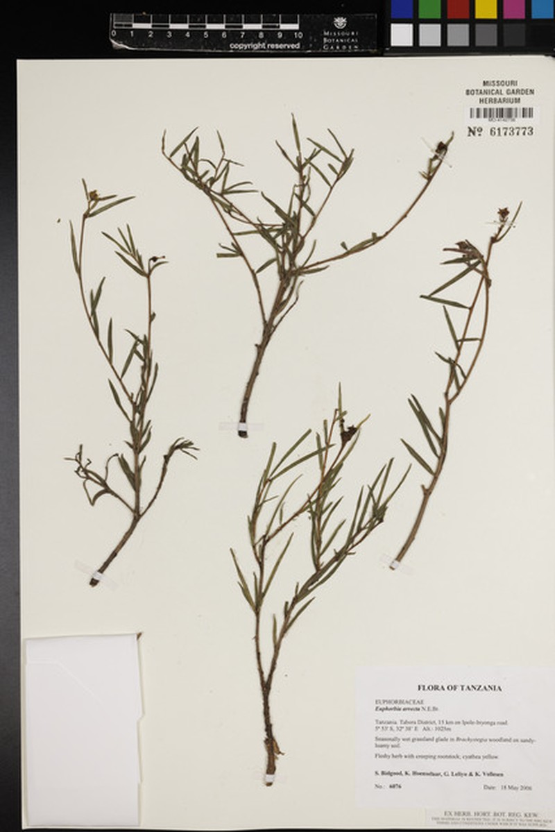 Euphorbia arrecta photo 3