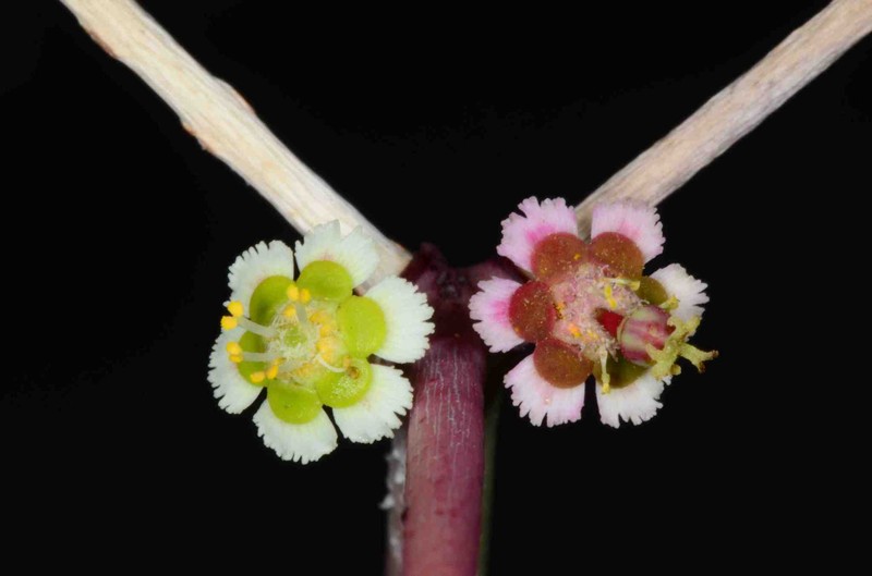 Euphorbia arteagae photo 4
