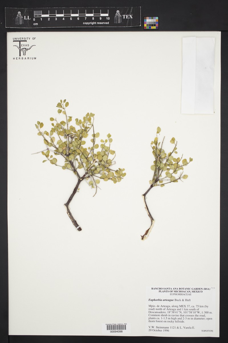 Euphorbia arteagae photo 5