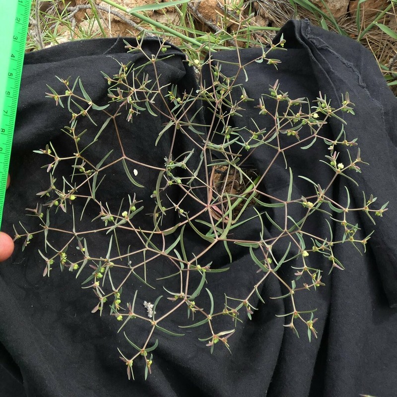 Euphorbia arvalis photo 2