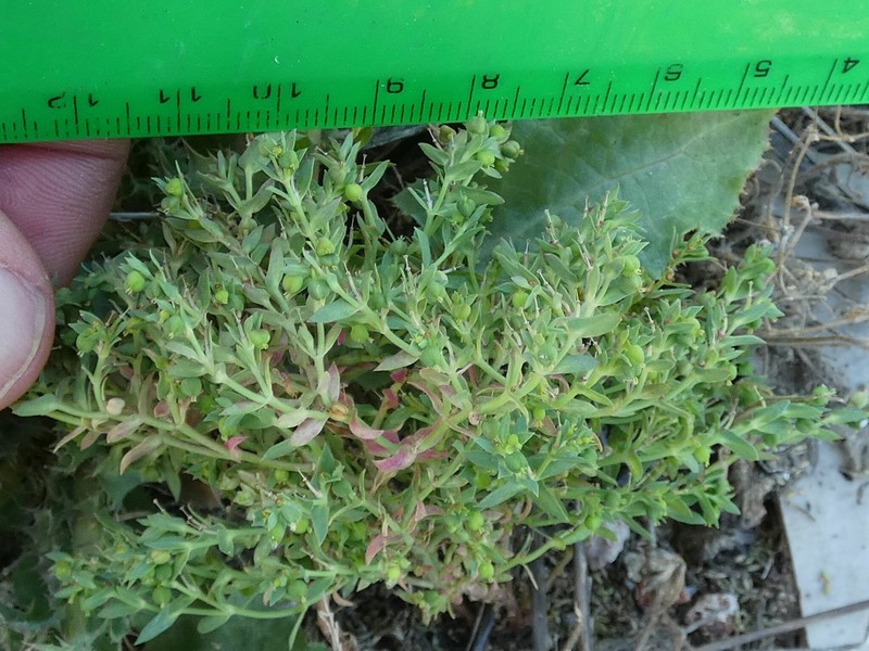 Euphorbia arvalis photo 4