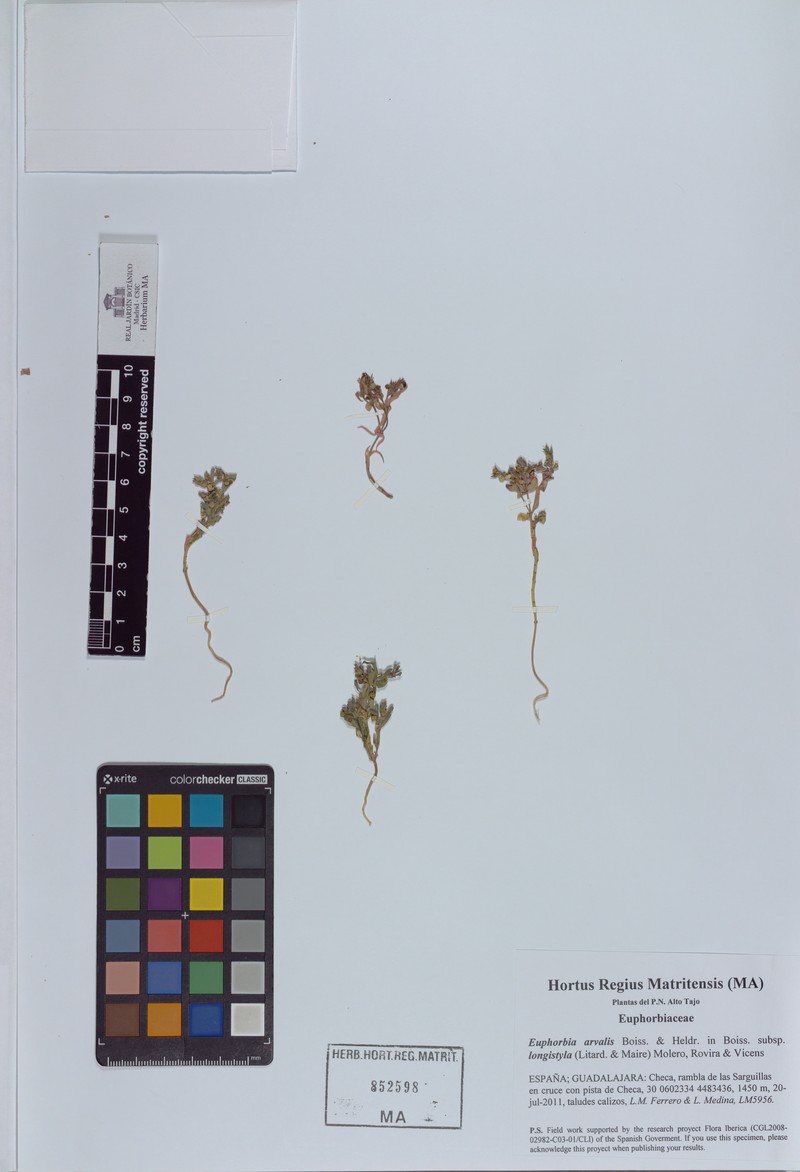 Euphorbia arvalis subsp. longistyla