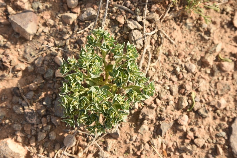 Euphorbia aserbajdzhanica