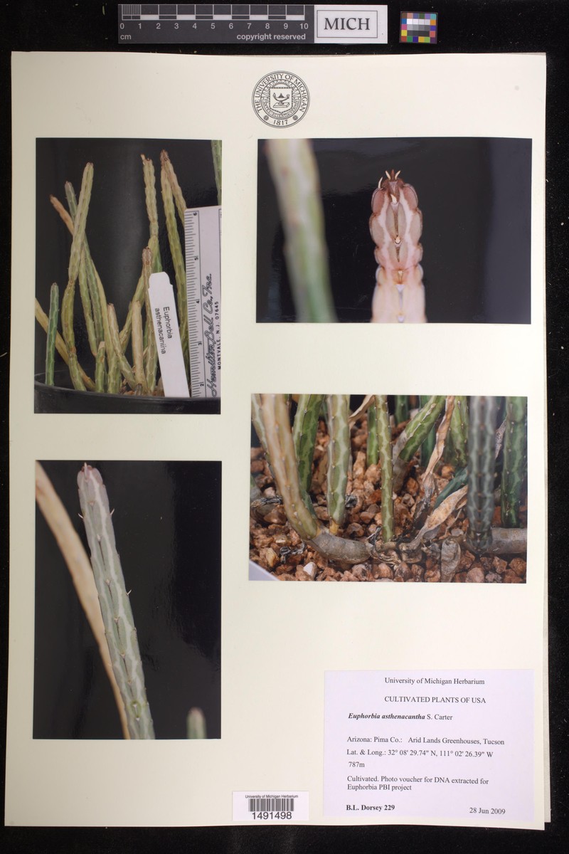 Euphorbia asthenacantha