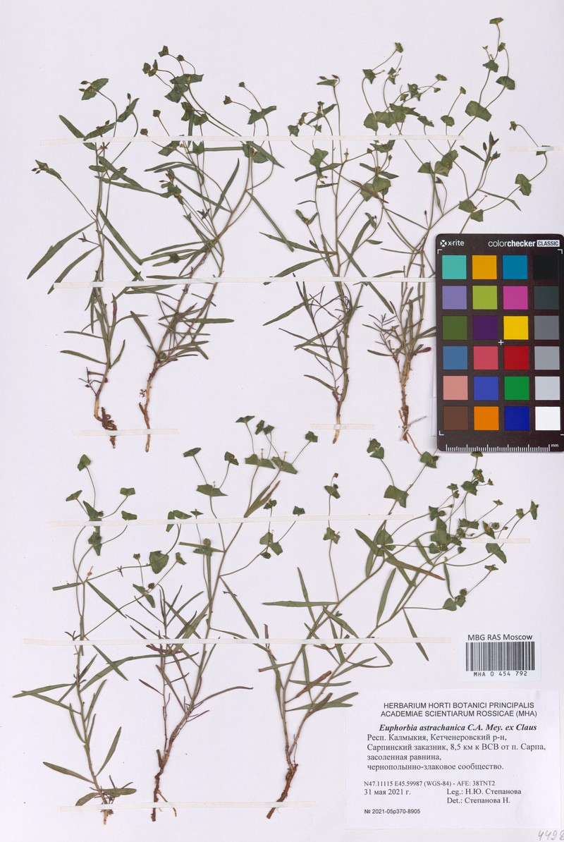 Euphorbia astrachanica