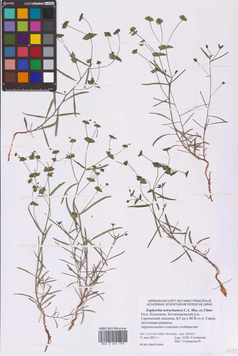 Euphorbia astrachanica photo 2