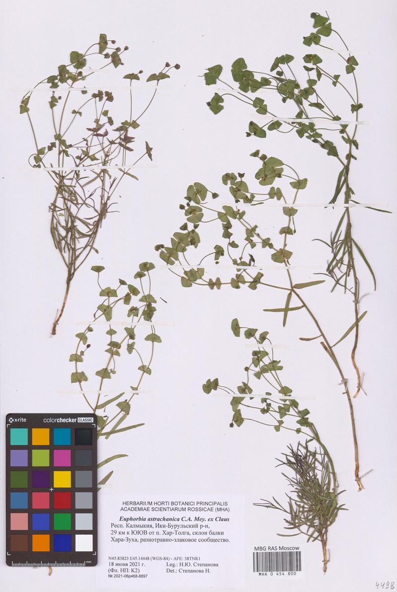 Euphorbia astrachanica photo 3