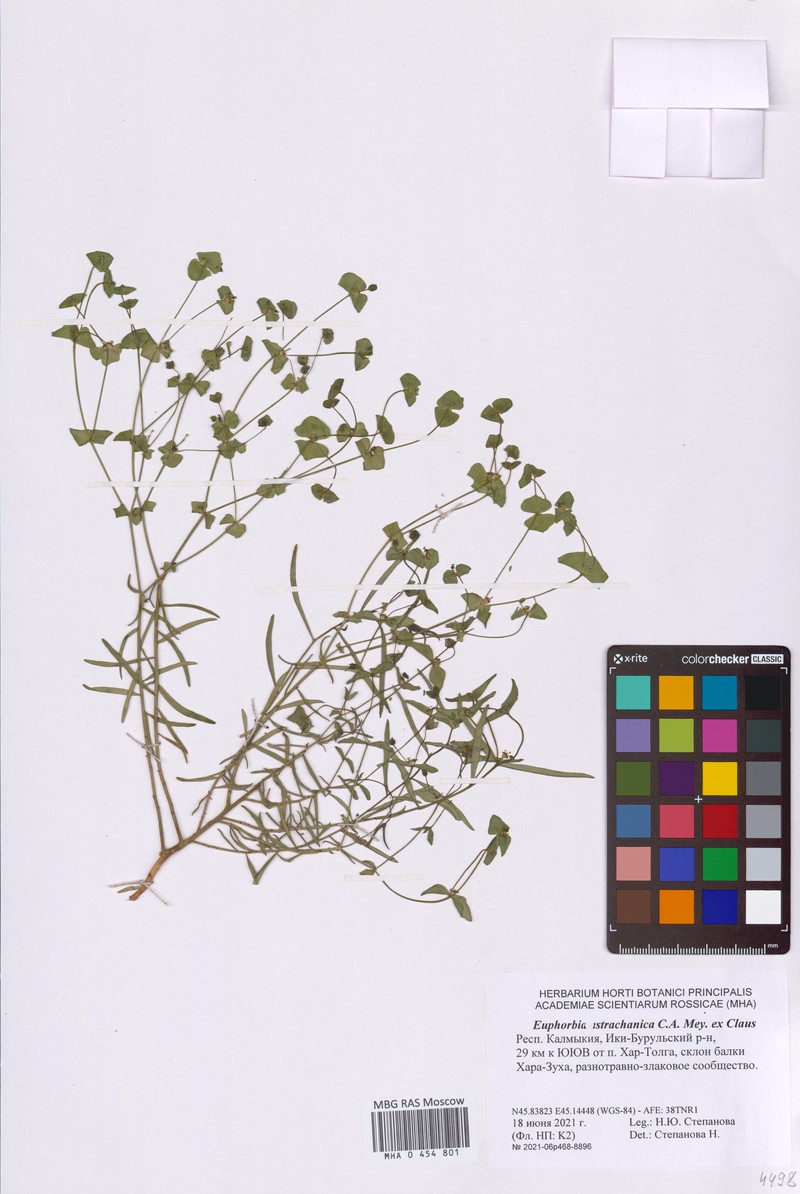 Euphorbia astrachanica photo 4