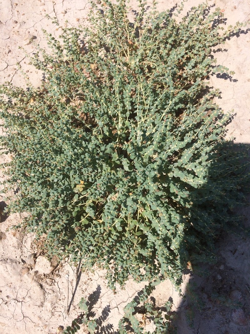 Alkali Sandmat photo 4