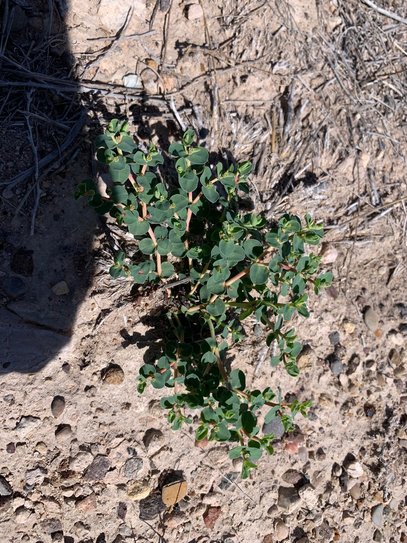 Alkali Sandmat photo 6